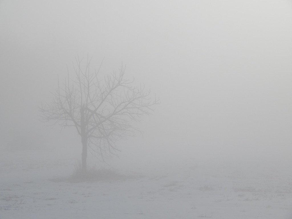 Foggy Tree