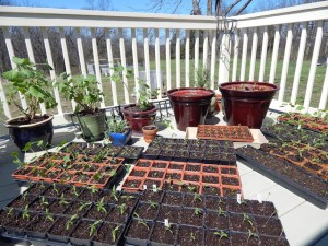 2016 seedlings