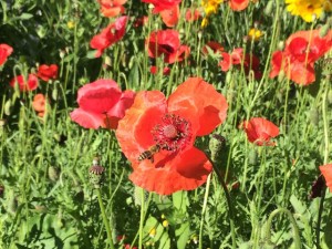 bees-poppies1