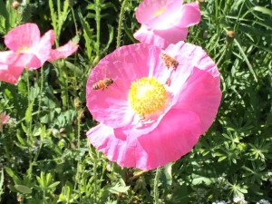 bees-poppies2