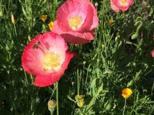 bees-poppies3