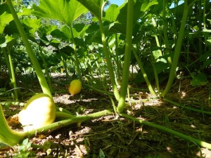 pumpkin-view