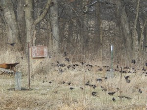 starlings2