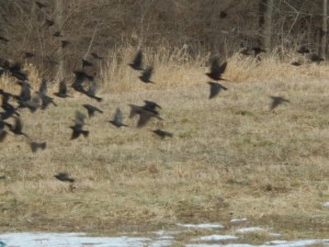 starlings3