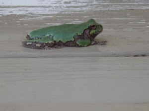 frog1