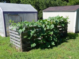 pumpkin-plant